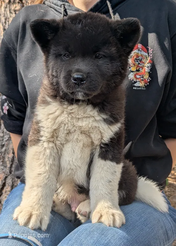 Embark tested parents  – Akita puppy for sale in Grants Pass, OR