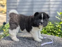 Embark tested parents , a female Akita for sale in Grants Pass, OR – 3 of 6