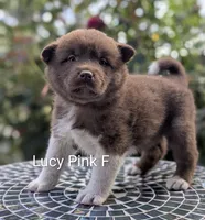 Embark tested parents pink 🩷 F, a female Akita for sale in Grants Pass, OR – 4 of 6
