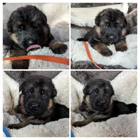 Black/ Red Pups, a male German Shepherd Dog for sale in Grants Pass, OR – Photo 7 of 10