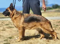 Black/ Red Pups, a male German Shepherd Dog for sale in Grants Pass, OR – Photo 2 of 10