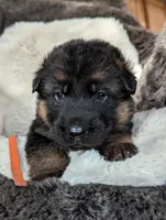 Black/ Red Pups, a male German Shepherd Dog for sale in Grants Pass, OR – Photo 9 of 10