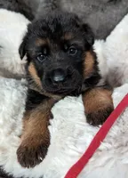 Black/ Red Pups, a male German Shepherd Dog for sale in Grants Pass, OR – Photo 8 of 10