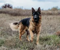 Black/ Red Pups, a male German Shepherd Dog for sale in Grants Pass, OR – Photo 3 of 10