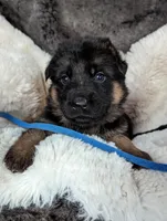 Black/ Red Pups, a male German Shepherd Dog for sale in Grants Pass, OR – Photo 10 of 10