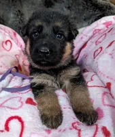 Black/ Red Pups, a male German Shepherd Dog for sale in Grants Pass, OR – Photo 1 of 10