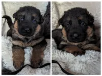 Black/ Red Pups, a male German Shepherd Dog for sale in Grants Pass, OR – Photo 5 of 10
