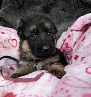 Black/ Red Pups, a male German Shepherd Dog for sale in Grants Pass, OR – Photo 6 of 10
