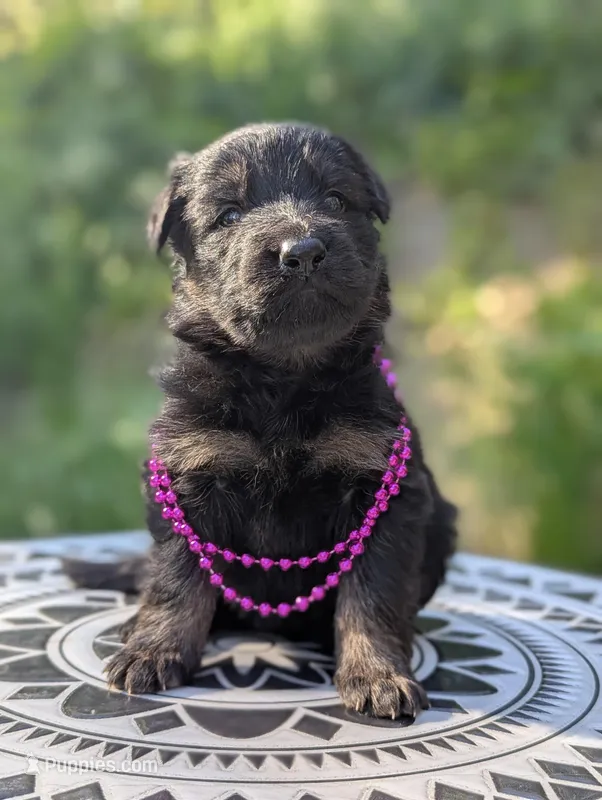 AKC/ OFA/ DM clear – German Shepherd Dog puppy for sale in Grants Pass, OR