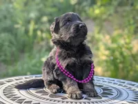 AKC/ OFA/ DM clear, a female German Shepherd Dog for sale in Grants Pass, OR – 6 of 8