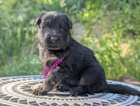 AKC/ OFA/ DM clear, a female German Shepherd Dog for sale in Grants Pass, OR – 2 of 8