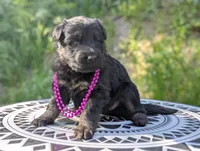 AKC/ OFA/ DM clear, a female German Shepherd Dog for sale in Grants Pass, OR – 3 of 8