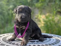 AKC/ OFA/ DM clear, a female German Shepherd Dog for sale in Grants Pass, OR – 5 of 8