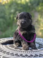 AKC/ OFA/ DM clear, a female German Shepherd Dog for sale in Grants Pass, OR – 4 of 8