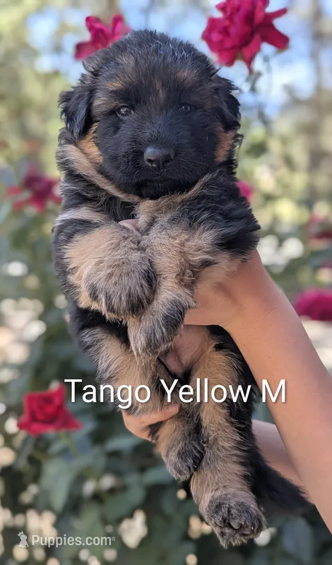 AKC/OFA/DM clear M – German Shepherd Dog puppy for sale in Grants Pass, OR