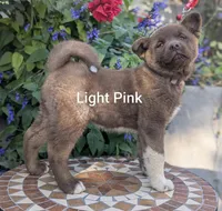 Chocolate pink F, a female Akita for sale in Grants Pass, OR – 6 of 9