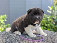 Embark tested parents , a female Akita for sale in Grants Pass, OR – 3 of 5