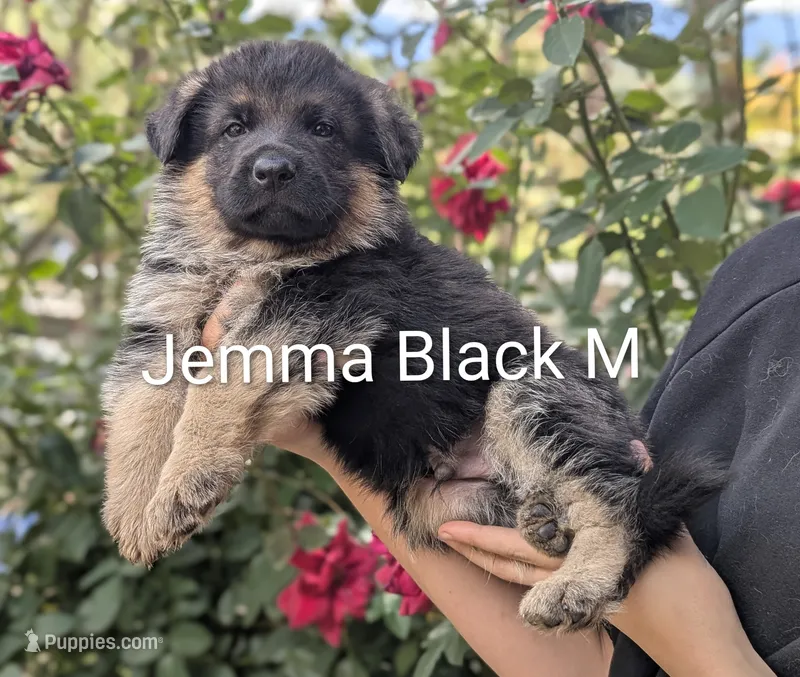Gemma Male Black 🖤 – German Shepherd Dog puppy for sale in Grants Pass, OR