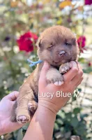 Chocolate Blue 💙 Male, a male Akita for sale in Grants Pass, OR – 2 of 4