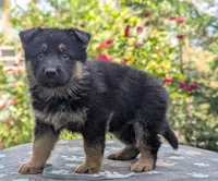 AKC/OFA/DM clear , a female German Shepherd Dog for sale in Grants Pass, OR – 2 of 8