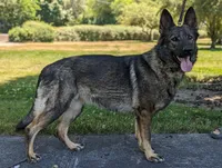 Mya Orange HOLD, a male German Shepherd Dog for sale in Grants Pass, OR – Photo 10 of 10