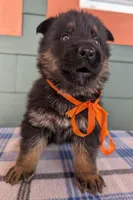 Mya Orange HOLD, a male German Shepherd Dog for sale in Grants Pass, OR – Photo 6 of 10