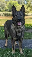Mya Orange HOLD, a male German Shepherd Dog for sale in Grants Pass, OR – Photo 9 of 10