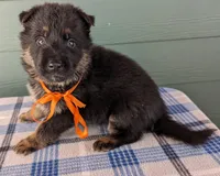 Mya Orange HOLD, a male German Shepherd Dog for sale in Grants Pass, OR – Photo 2 of 10