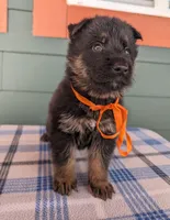 Mya Orange HOLD, a male German Shepherd Dog for sale in Grants Pass, OR – Photo 4 of 10