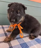Mya Orange HOLD, a male German Shepherd Dog for sale in Grants Pass, OR – Photo 5 of 10
