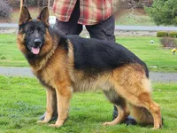 Mya Orange HOLD, a male German Shepherd Dog for sale in Grants Pass, OR – Photo 8 of 10