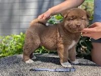 Embark tested parents, a male Akita for sale in Grants Pass, OR – 2 of 6