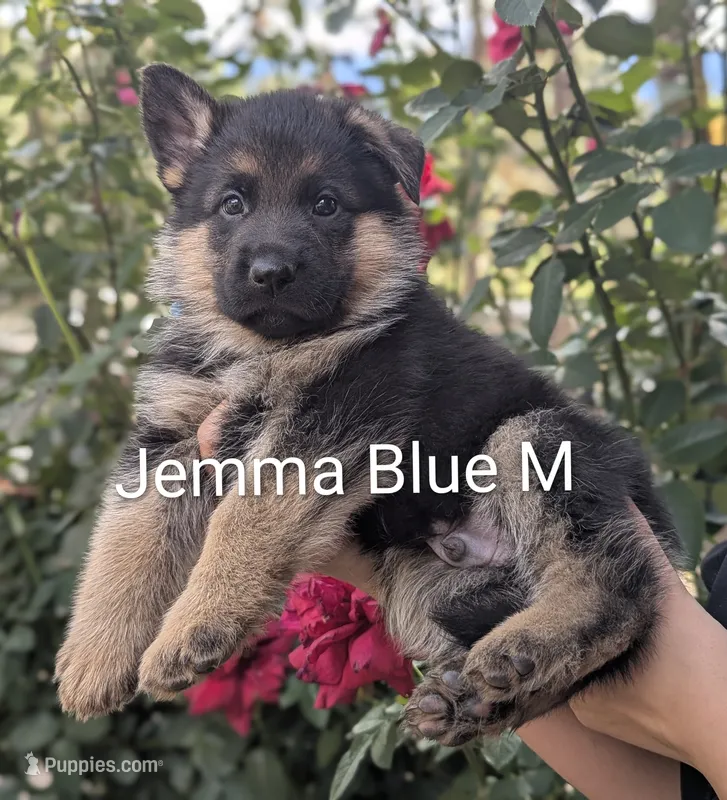 AKC/OFA/DM clear Blue 💙 M – German Shepherd Dog puppy for sale in Grants Pass, OR