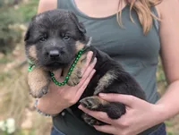 OFA AKC Green 💚 Male , a male German Shepherd Dog for sale in Grants Pass, OR – Photo 2 of 6