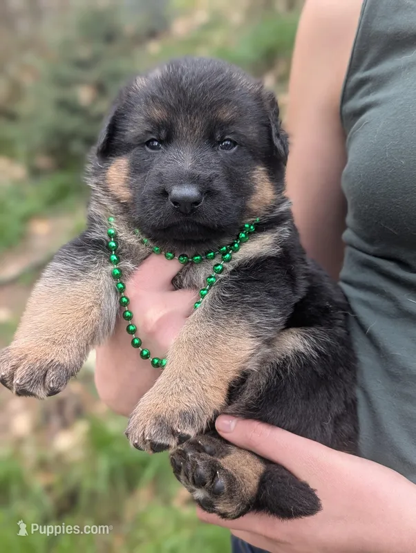 OFA AKC Green 💚 Male , a male German Shepherd Dog for sale in Grants Pass, OR – Photo 1 of 6