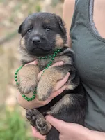 OFA AKC Green 💚 Male , a male German Shepherd Dog for sale in Grants Pass, OR – Photo 4 of 6