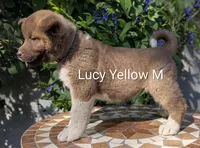 Embark tested parents yellow 💛 M, a male Akita for sale in Grants Pass, OR – 2 of 6