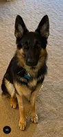 Lucy , a female German Shepherd Dog for sale in Grants Pass, OR – 3 of 3