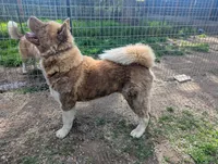 Embark tested parents , a female Akita for sale in Grants Pass, OR – 5 of 5