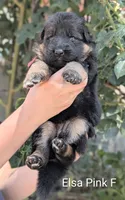 AKC/OFA/DM clear , a female German Shepherd Dog for sale in Grants Pass, OR – 1 of 4