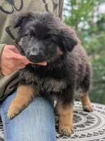 AKC/ OFA/ DM clear, a female German Shepherd Dog for sale in Grants Pass, OR – 2 of 8