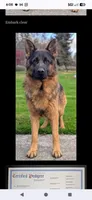 AKC/OFA/DM clear M, a male German Shepherd Dog for sale in Grants Pass, OR – 6 of 6