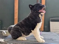 Embark tested parents , a female Akita for sale in Grants Pass, OR – 3 of 9