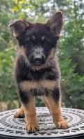 AKC/OFA/DM clear , a female German Shepherd Dog for sale in Grants Pass, OR – 2 of 8