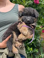 AKC/OFA/DM clear , a male German Shepherd Dog for sale in Grants Pass, OR – 2 of 4