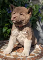 Embark tested parents pink 🩷 F, a female Akita for sale in Grants Pass, OR – 1 of 6
