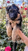 AKC/OFA/DM clear , a female German Shepherd Dog for sale in Grants Pass, OR – 3 of 5