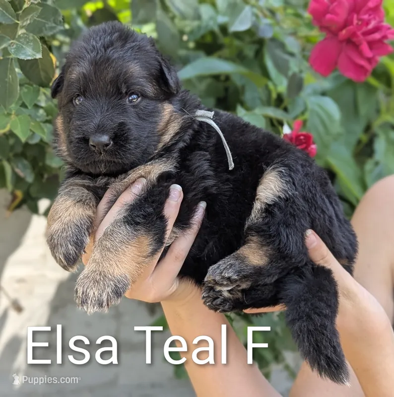 AKC/OFA/DM clear  – German Shepherd Dog puppy for sale in Grants Pass, OR