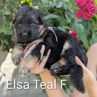 AKC/OFA/DM clear , a female German Shepherd Dog for sale in Grants Pass, OR – 1 of 4