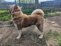 Embark tested parents , a female Akita for sale in Grants Pass, OR – 9 of 9